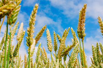 Ripe golden grains sway in a cereal field under the vast blue sky