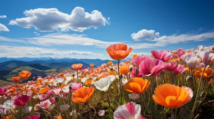 Foto op Canvas A top view of a vibrant field of tulips with blue skies and fluffy clouds above, capturing the beauty of nature's colors against a serene backdrop ©  ALLAH LOVE