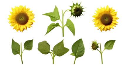Foto op Plexiglas Sunflower Blooms and Botanical Elements for Garden Designs and Perfume Illustrations, Isolated on Transparent Background for Stunning Visuals and Creative Projects © Spear