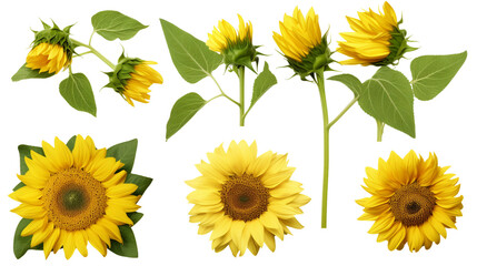 Sunflower Blooms and Botanical Elements for Garden Designs and Perfume Illustrations, Isolated on Transparent Background for Stunning Visuals and Creative Projects