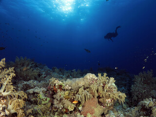 A scuba diver admiring a beautiful Red Sea coral reef 