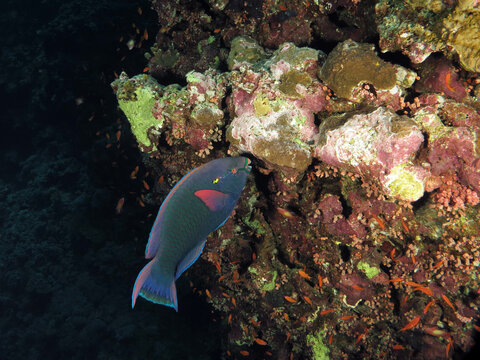 A feeding Dusky parrotfish Scarus niger on a deep Red Sea coral reef  