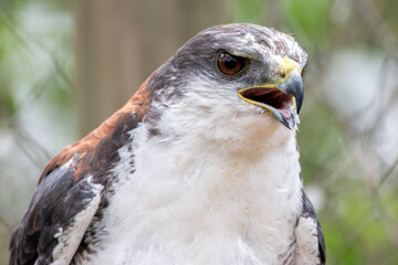 Aguilucho