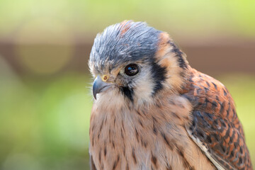 Rostro de cernicalo