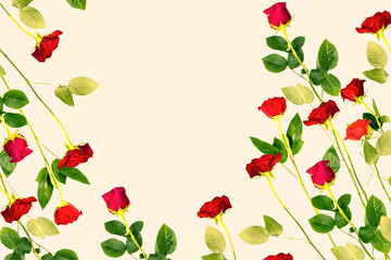 Bright colorful flower rose. floral background