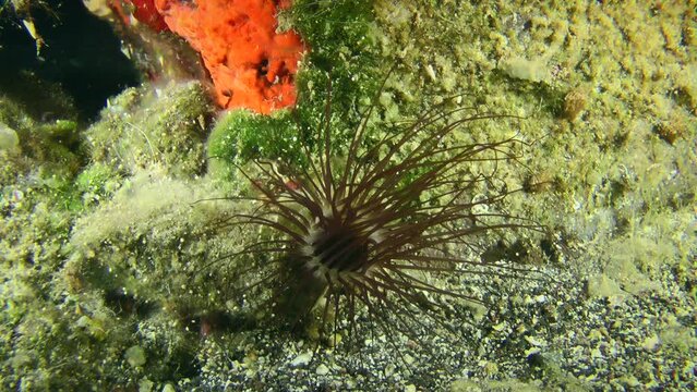 Colored tube anemone (Cerianthus membranaceus) catches swimming invertebrates with its tentaclesat the bottom of the sea.
