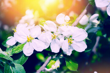 Blurred. Spring. Blossoming branch apple. nature