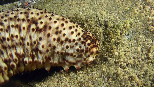 Close-up of a light Sea cucumber cotton-spinner (Holothuria sanctori) slowly crawling along the seabed.