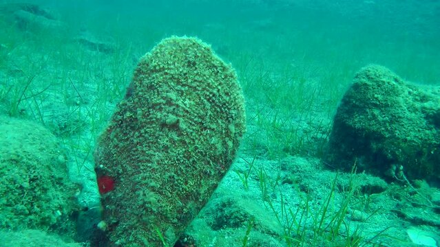 Large Noble pen shell (Pinna nobilis) against a background of sea grass and water column, medium shot.