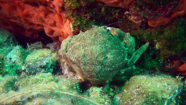 Large Sponge Crab (Dromia personata) sits near a rock covered with scarlet sponges, medium shot.