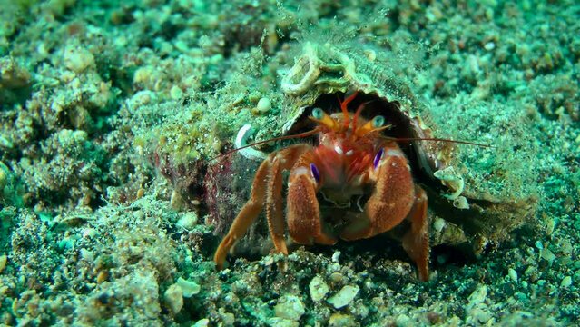 Scenic Hermit Crab (Pagurus sp.) on the seabed, close-up.