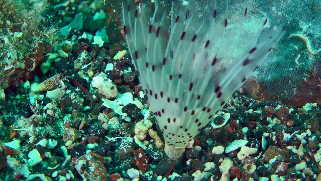 The polychaete Peacock worm (Sabella pavonina) folds the corolla of tentacles and hides in a tube-house in case of danger.