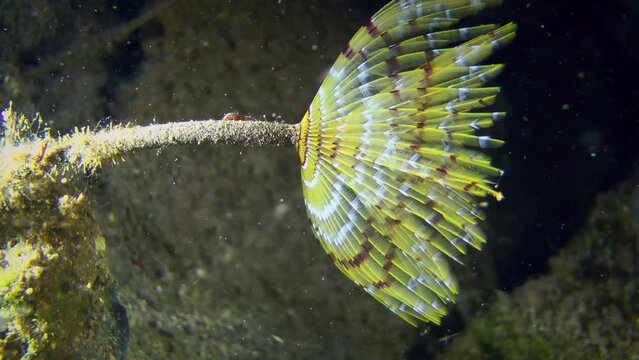 Side view of the polychaete European fan worm (Sabella spallanzanii) unfolding brightly colored tentacles to catch plankton.