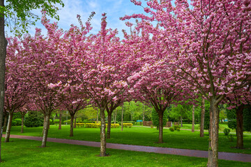 Fototapeta premium spring landscape with blooming sakura trees in the park