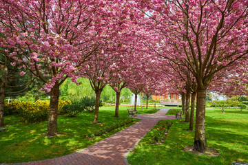 Spring Blossom Tunnel in the Park
