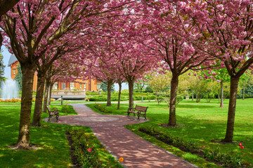 spring landscape with blooming sakura trees in the park