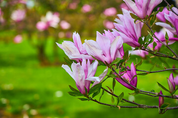 purple magnolia, branch with some flowers and buds, Magnolia liliiflora
