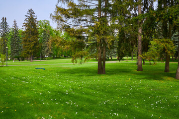 Backyard lawn landscaping. Greenery mowed lawn, shrub, colorful bush and trees.