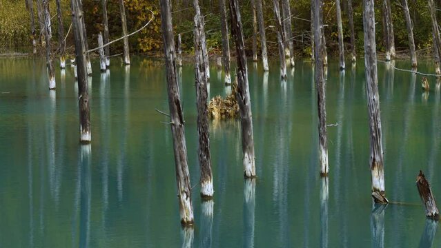Cinematic shot of Aoiike Blue Pond in Biei City in Hokkaido, Japan