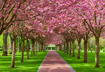 Sakura Cherry blossoming alley. Wonderful scenic park with rows of blooming cherry sakura trees and green lawn in spring. - 733201873