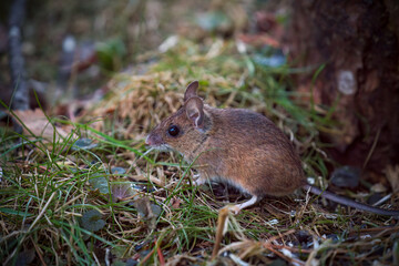 a portrait from a yellow necked mouse, apodemus flavicollis, in the garden on the floor at a winter morning