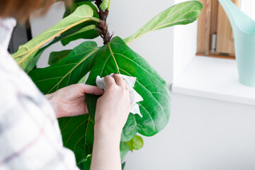 A young housewife takes care of her favourite plant  Fiddle-leaf fig