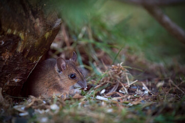 a portrait from a yellow necked mouse, apodemus flavicollis, in the garden on the floor at a winter morning