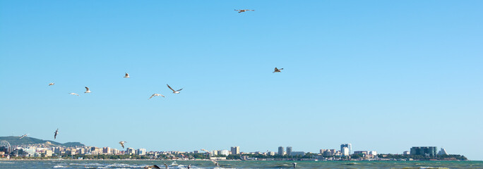 Bereg sinego morya Hungry seagulls circle over the blue sea.