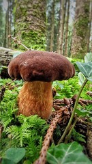 mushroom in the forest