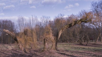 bare dying trees in the forest