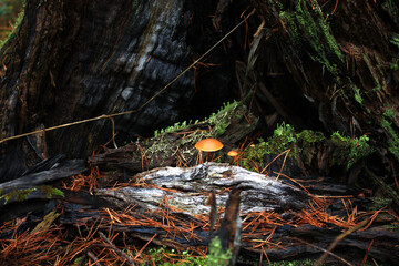 Tiny Mushrooms on a Rotten Tree Stump in a German Forest in Autumn
