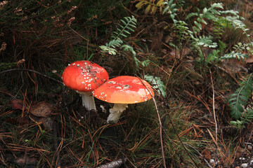Fly Agaric Amanita muscaria in a German Forest in Autumn
