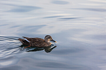 Eastern spot-billed duck swimming near the harbor. Chinese spot-billed duck, Anas zonorhyncha