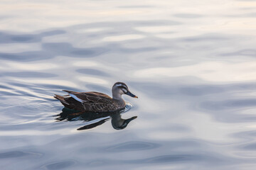 Eastern spot-billed duck swimming near the harbor. Chinese spot-billed duck, Anas zonorhyncha
