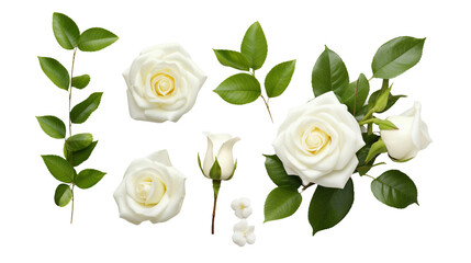 White Roses Collection: Delicate Floral Elements for Perfume and Garden Designs - PNG Digital Art Set, Isolated on Transparent Background, Top View Flat Lay Beauty