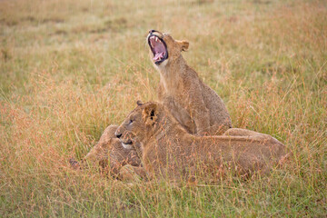Lion Yawning in Rain