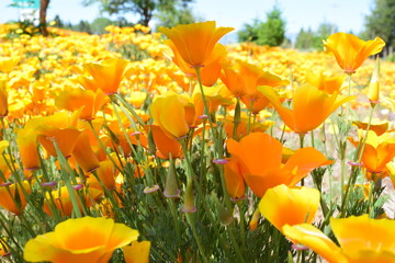 Flores de la Patagonia Argentina