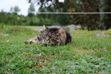 Naklejka na ściany i meble Pretty, cute cat on a meadow playing in Skaraborg Sweden