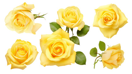 Yellow Rose Collection: Captivating Floral Elements for Perfume, Garden Design, and Digital Artistry, Isolated on Transparent Background