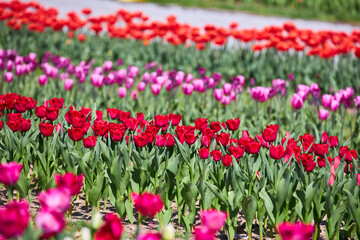 Tulip field with rows of different color