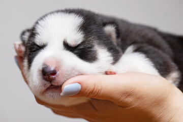 Newborn Siberian Husky Puppy in Human Hand