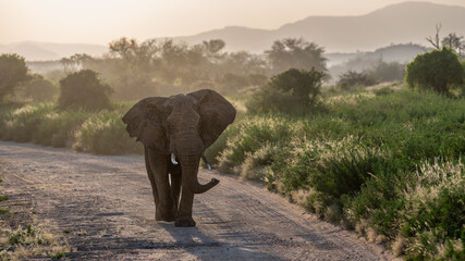 wild elephants in national parks Kenya