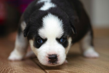 Husky Puppy with Striking Blue Eyes
