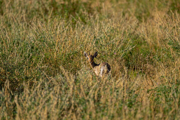 dik-dik antelope in the wild