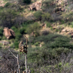 baboons on the branch