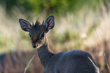 dik-dik antelope in the wild