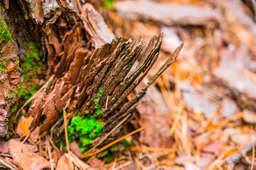 pine tree bark close-up. forest soil with bark and spruce needles.
