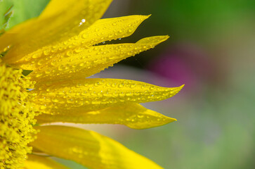 Close up of Winter flowers Sunflower with bokeh of water  drops on its petals in some garden in India.