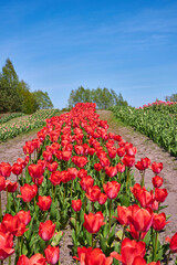 Field of red tulips in Provence in spring. Cloudy sky. Vertical photo.