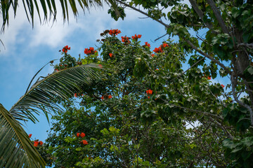 Tropical bush in Seychelles with bright red flowers.